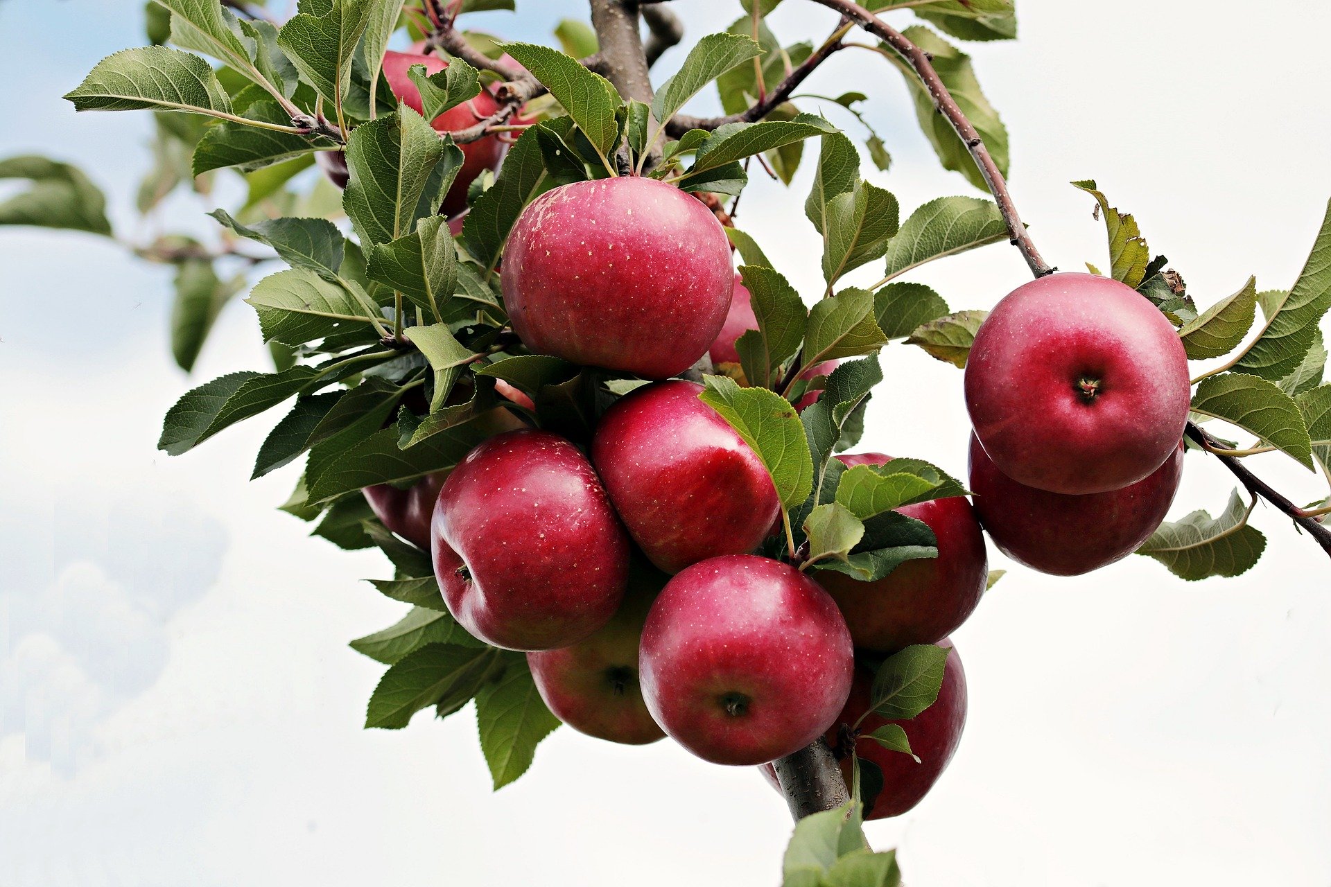 apple 2788599 1920